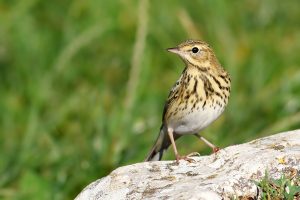 Libera Caccia Toscana