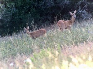 Caccia al capriolo in Toscana