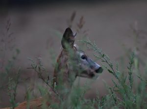 Caccia al capriolo