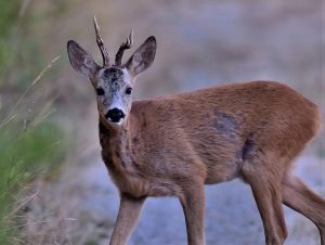 Capriolo disperso