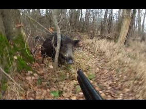 Caccia al cinghiale. Battuta di caccia al re della macchia