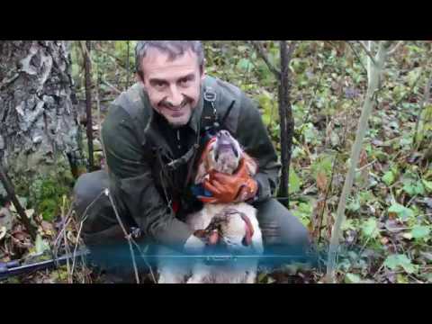 A caccia di beccacce in Estonia