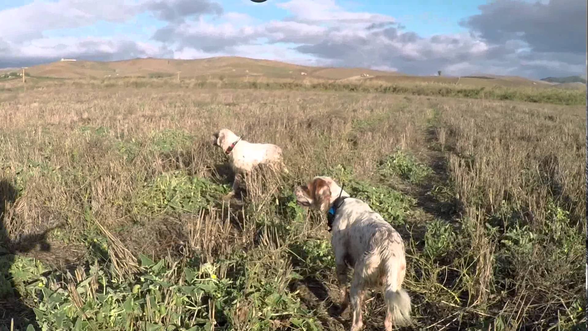 Caccia alla quaglia in Sicilia