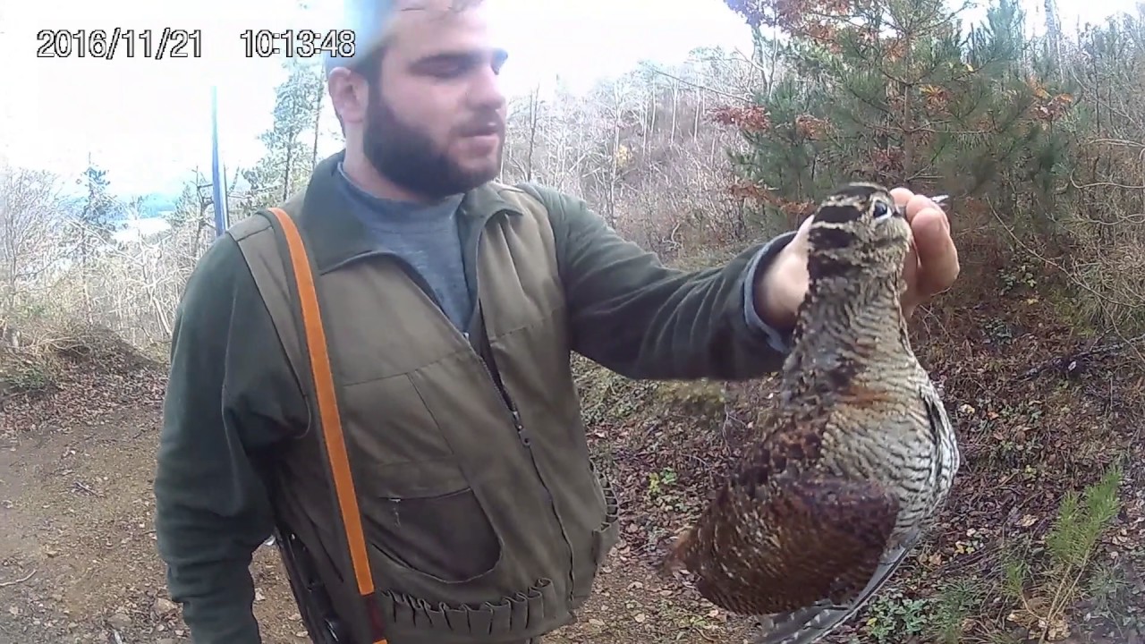Caccia alla beccaccia in Calabria