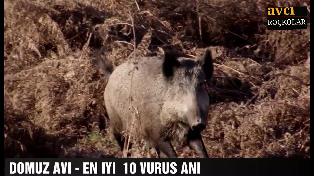 I 10 migliori tiri di caccia al cinghiale del 2017