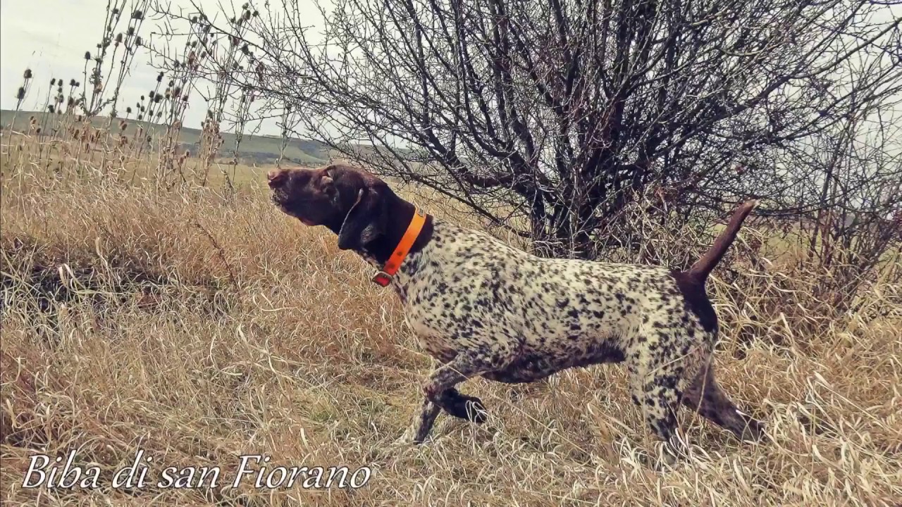 Kurzhaar a lavoro su pernici