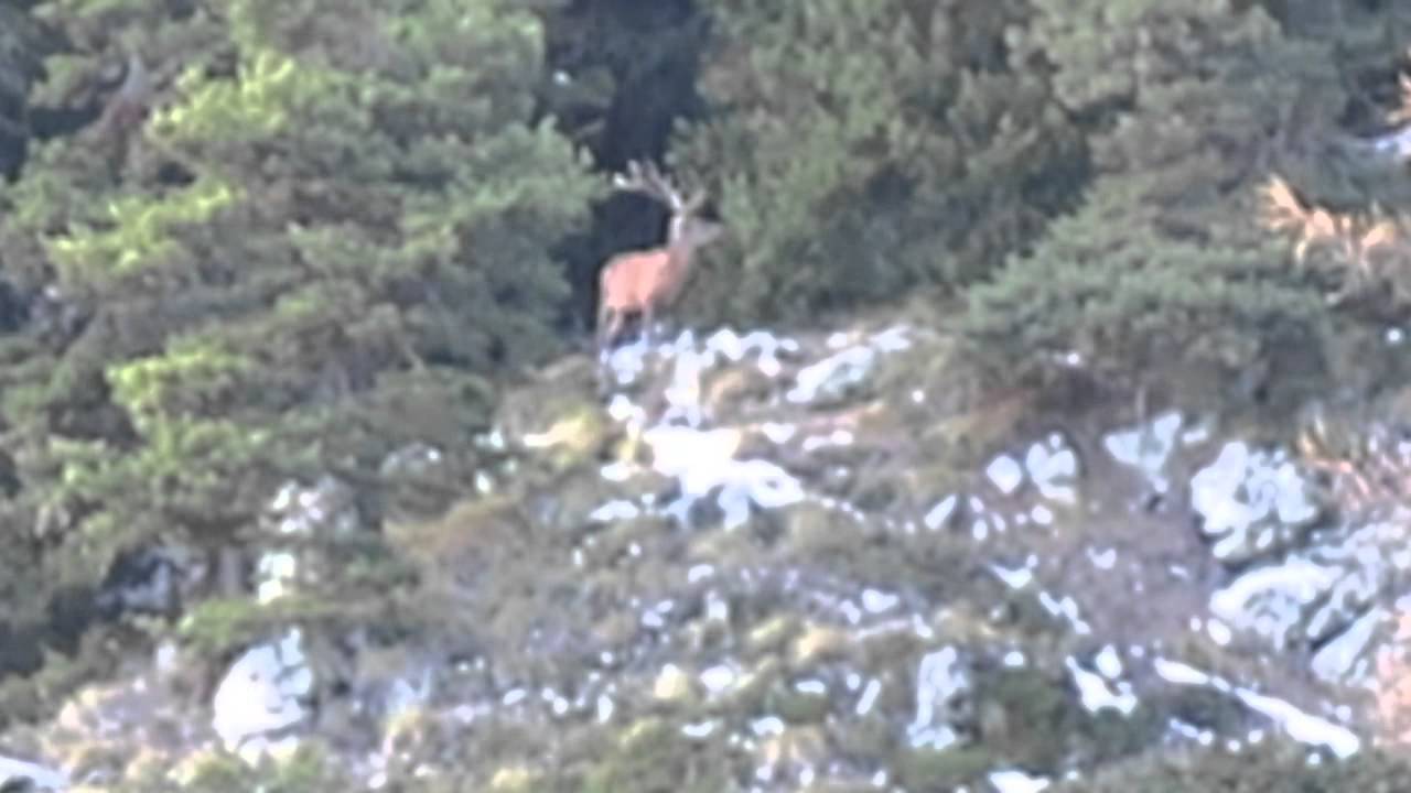 Caccia al cervo in Valle d’Aosta