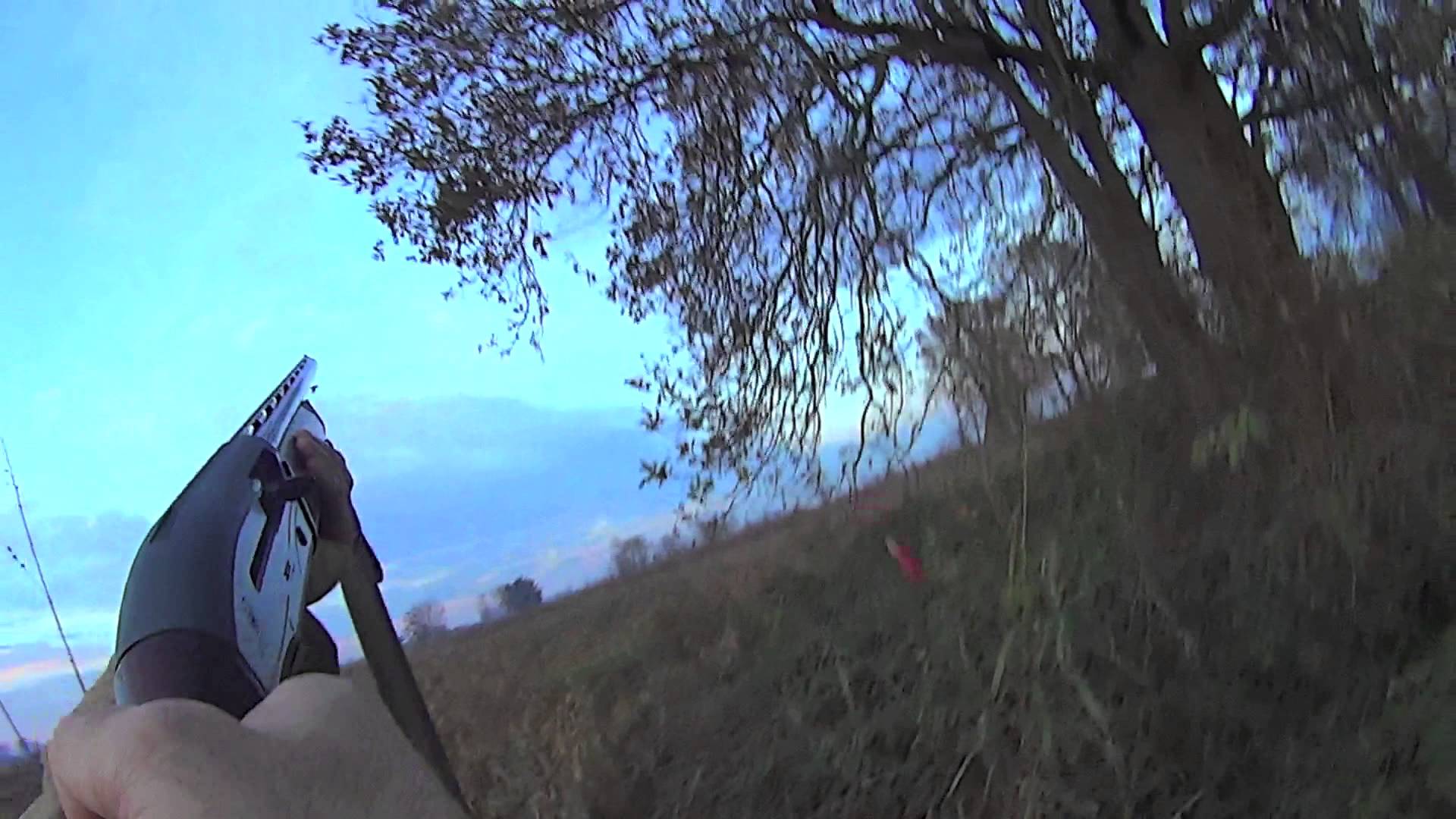 Giornata di caccia al fagiano in Lomellina