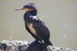 Cinghiali e cormorani