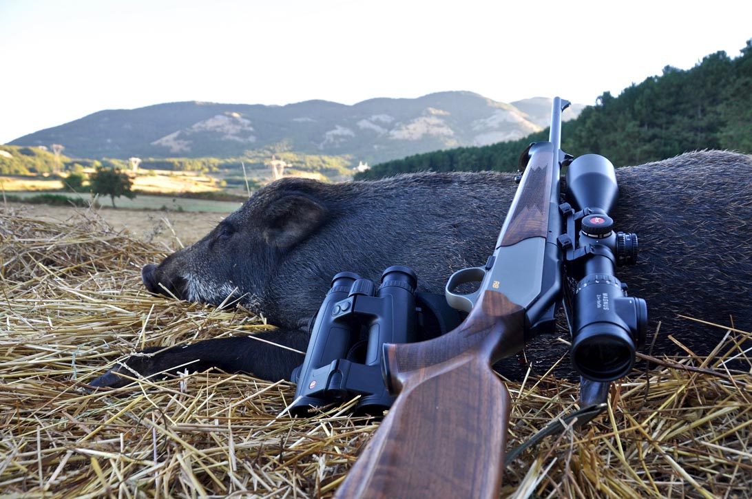 Battuta di caccia al cinghiale nel Pollino