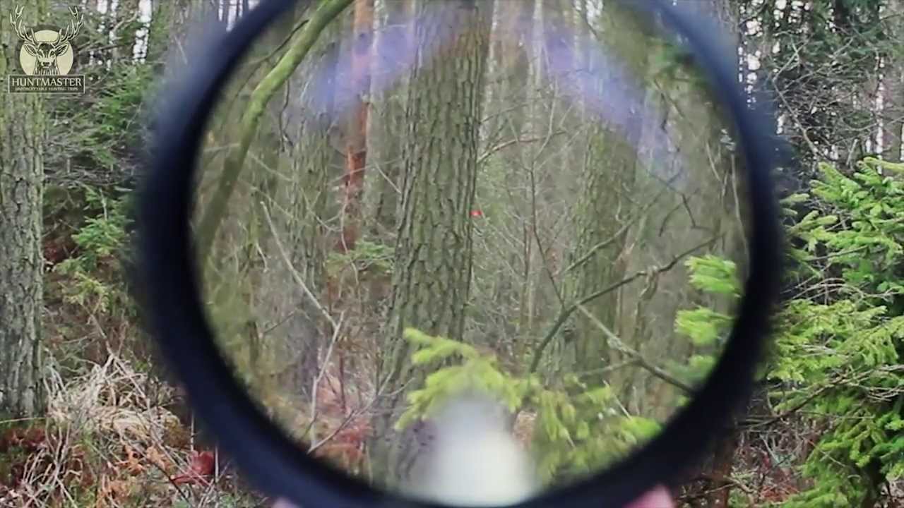 Caccia agli ungulati in Polonia