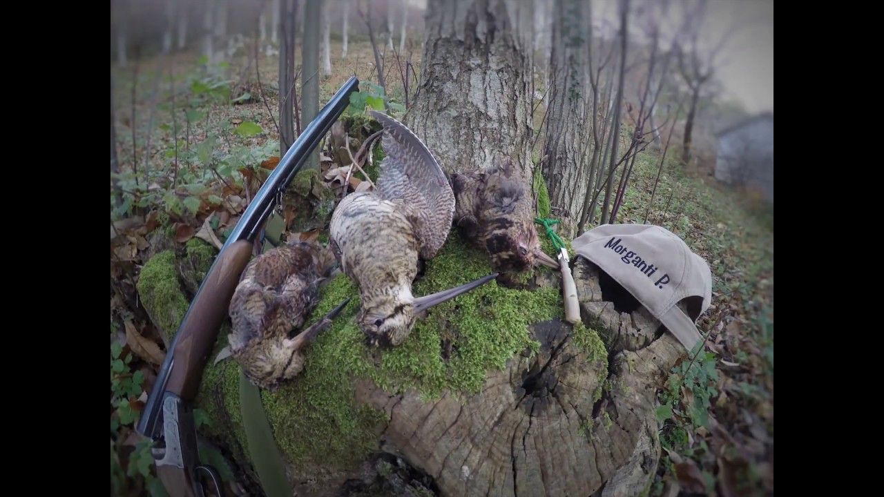 Caccia alla beccaccia nel bosco