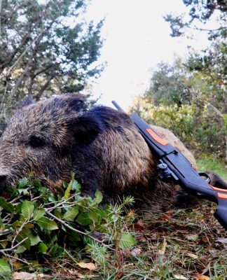 Caccia al cinghiale. “Una posta in pasto alla sorte..”