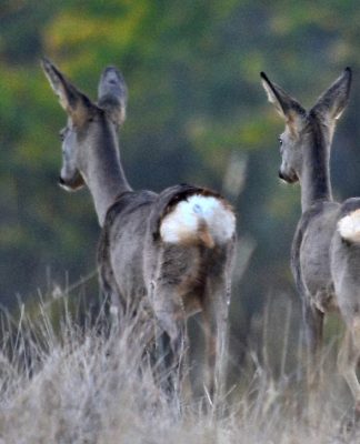 Digiscoping: SFOCATO o MOSSO?