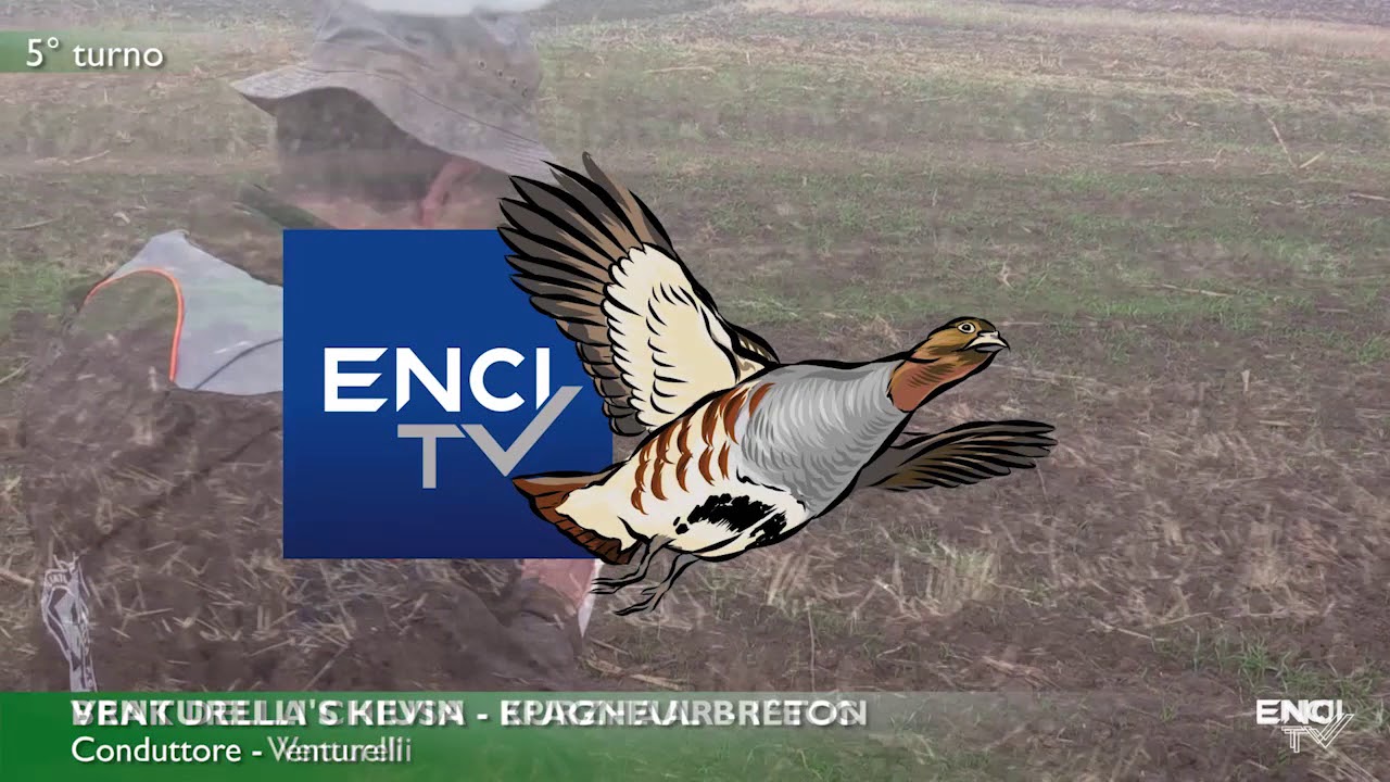 Cani da caccia – Eurocoppa continentali 2017