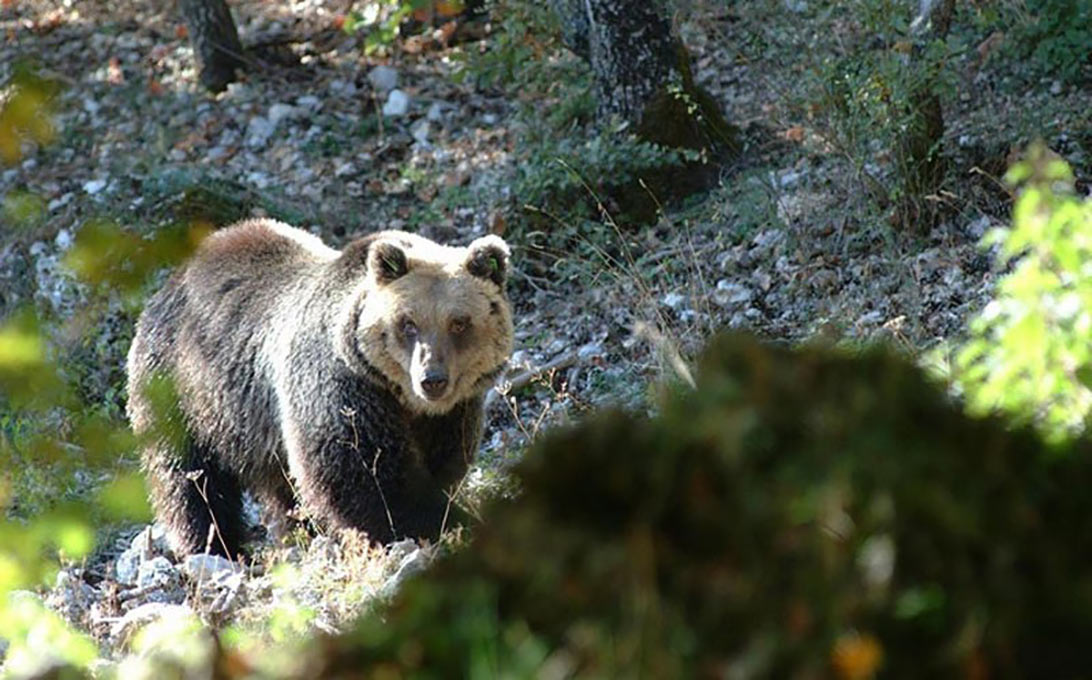 Orso marsicano: ancora un “protocollo”! - Caccia Passione