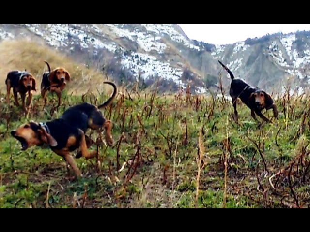 Segugi italiani in addestramento su lepre – Scovo e seguita