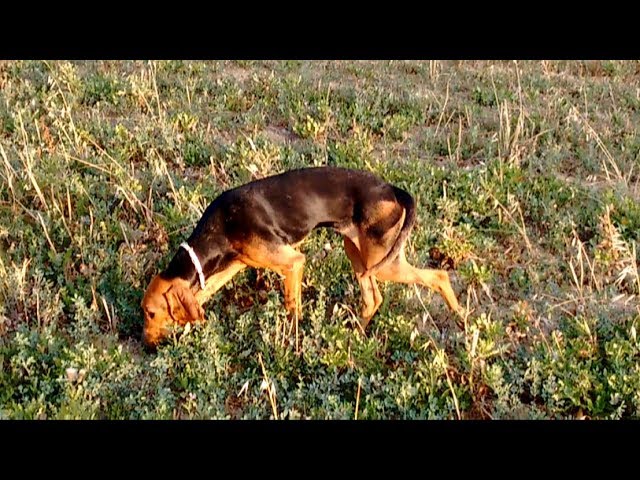 Caccia alla lepre. La prima lepre del mio segugio..