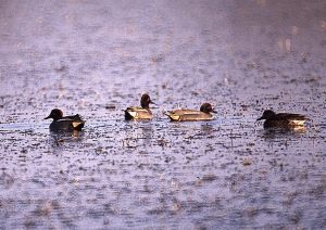 Proteggiamo l'acqua