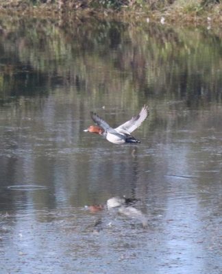 Cacce di valle. “Becchipiatti nella nebbia” Moriglioni