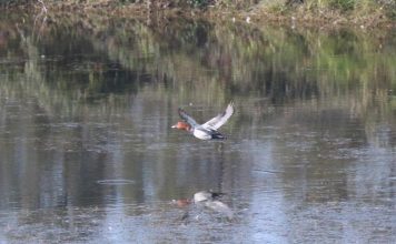Cacce di valle. “Becchipiatti nella nebbia” Moriglioni