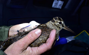 Scolopax Overland Scolopax Overland