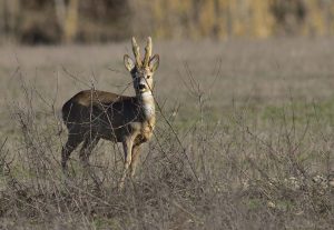 Prelievo del capriolo