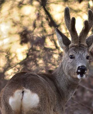 Digiscoping. La scelta del lungo: angolare o diritto?