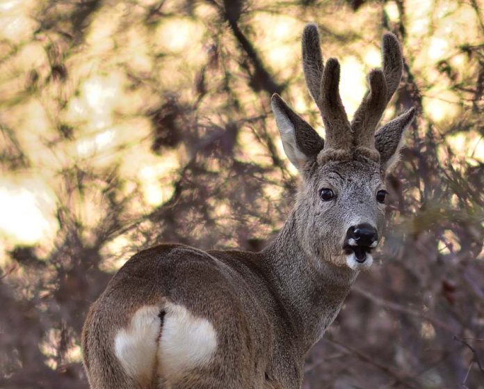 digiscoping-capriolo-caccia-1a