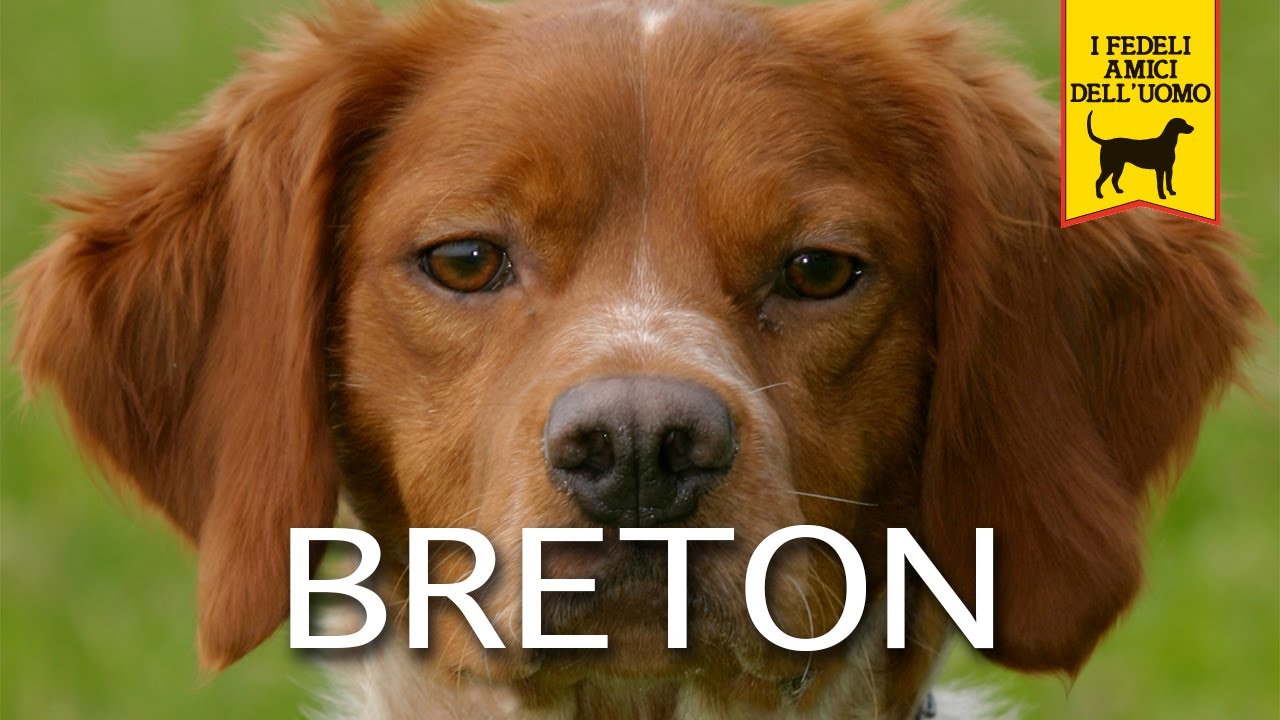 Cani da caccia. Epagneul Breton