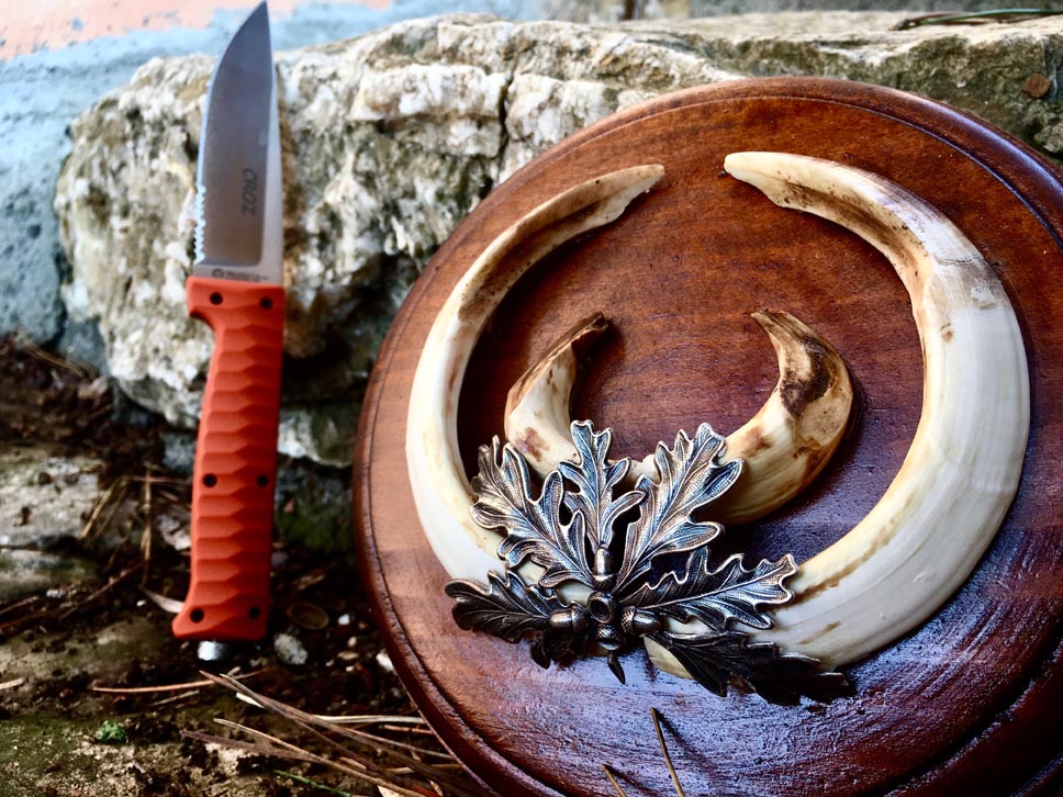 trofeo caccia al cinghiale trofeo caccia al cinghiale