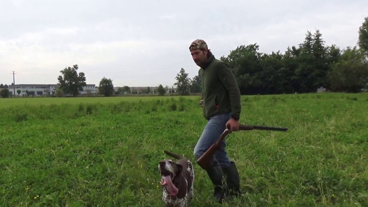 Bracco Tedesco VS Setter Inglese