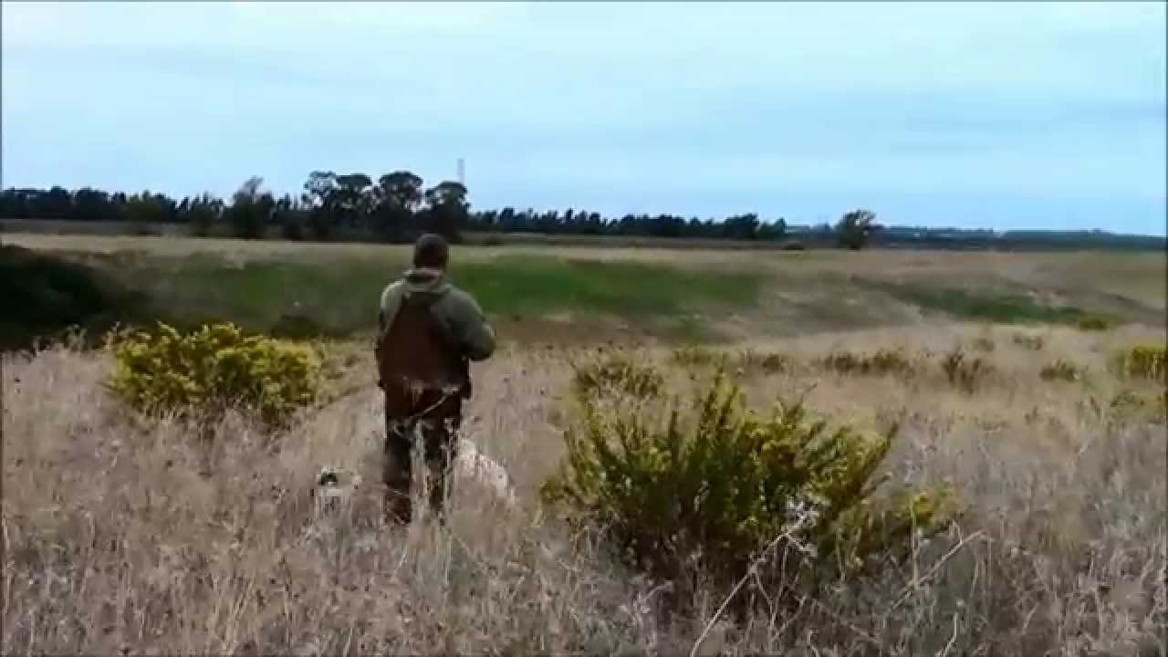 Caccia alle quaglie sul litorale laziale