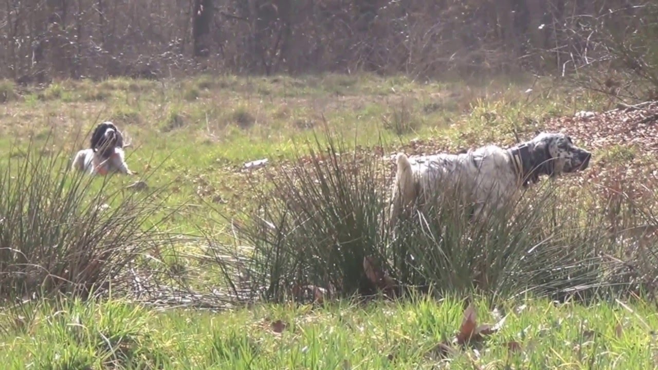 A caccia in riserva col .410