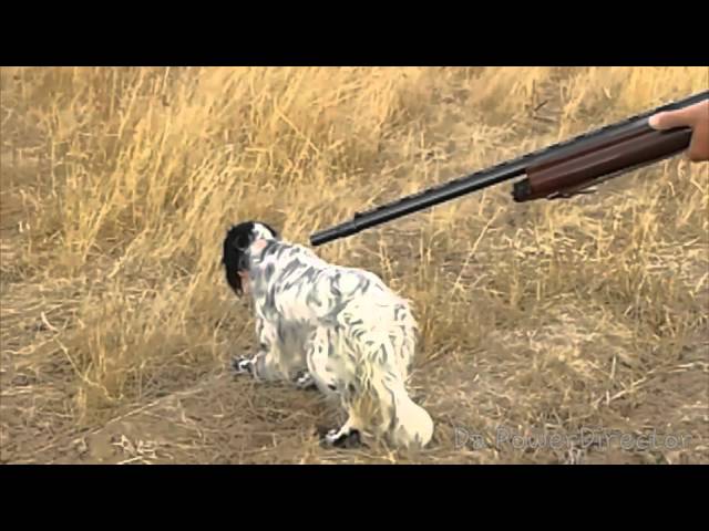 Caccia alla quaglia col setter inglese