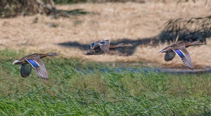 Biodiversità