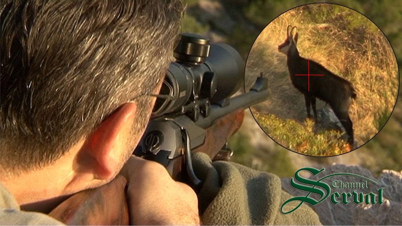 Caccia al camoscio in Croazia
