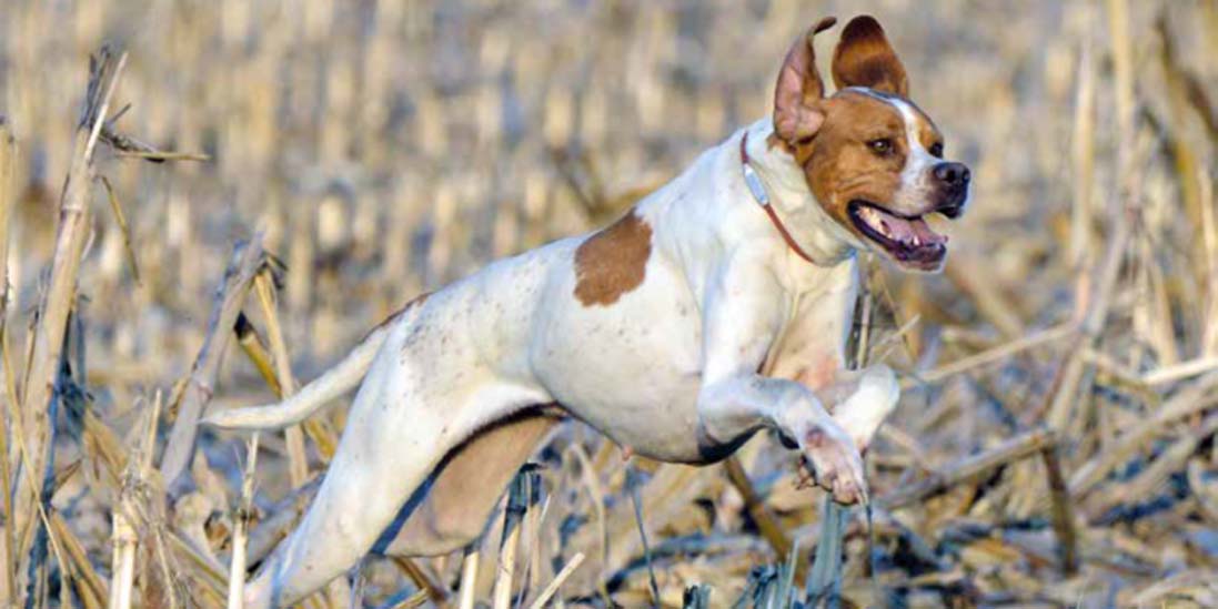 English pointer English pointer