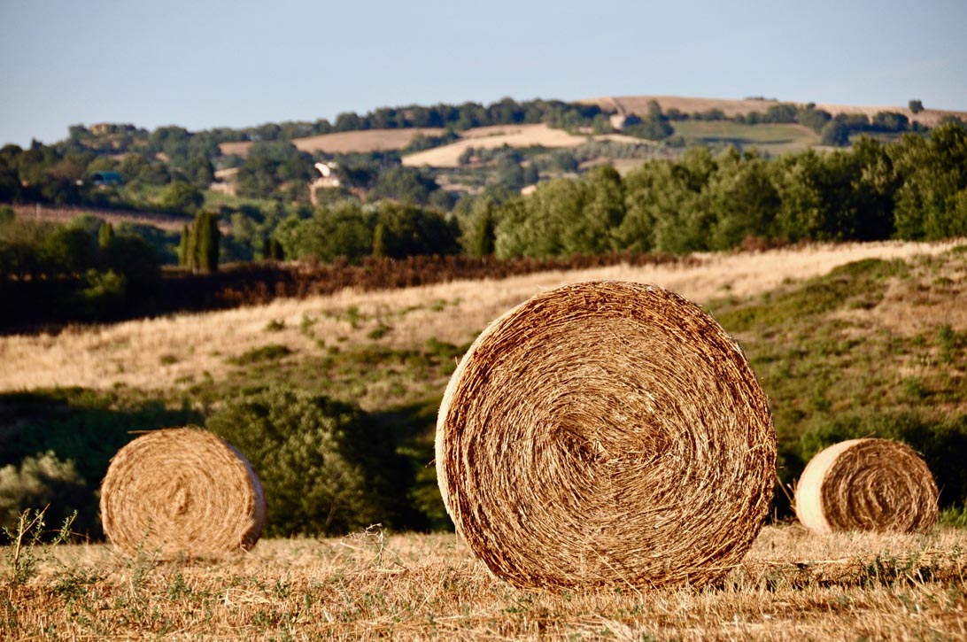 Caccia di selezione al capriolo in Toscana Caccia di selezione al capriolo in Toscana