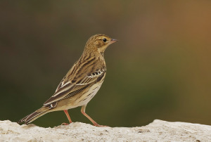 Passo migratorio