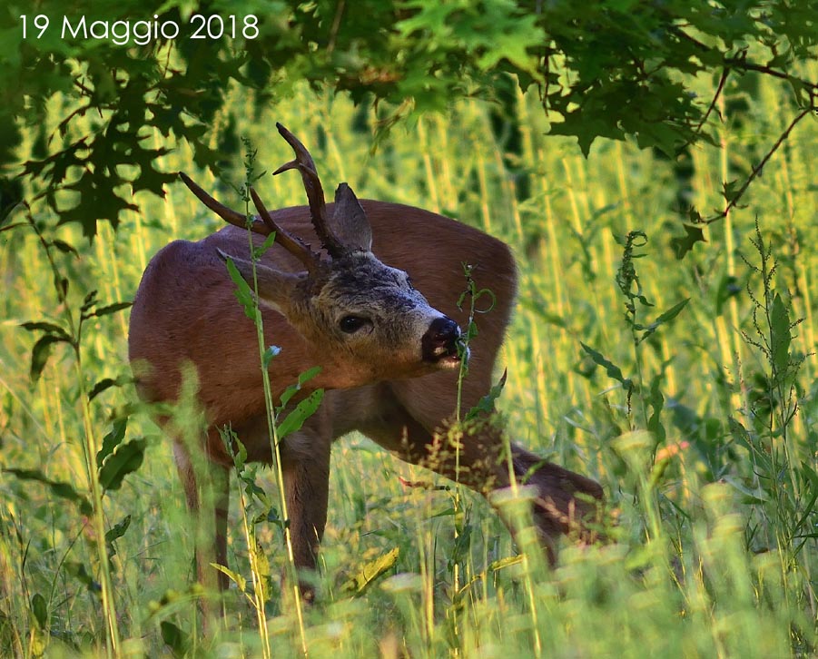 digiscoping - osservazione capriolo digiscoping - osservazione capriolo