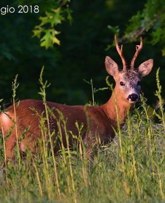 Digiscoping – Le stagioni del capriolo