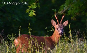 Digiscoping – Le stagioni del capriolo