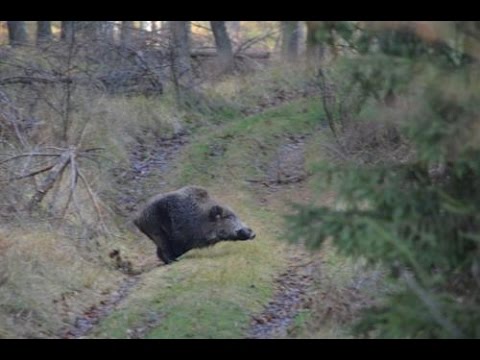1, 2 e 3 Caccia al cinghiale Olè!!