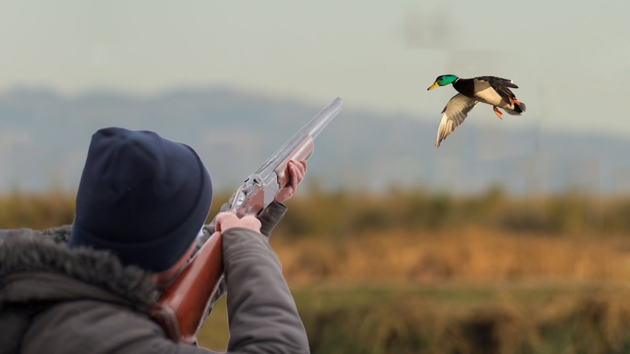 A caccia di acquatici nel baltico