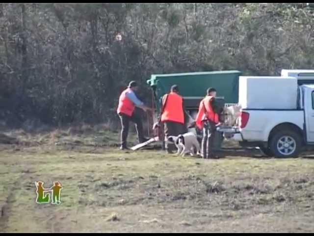 Video caccia al cinghiale in battuta