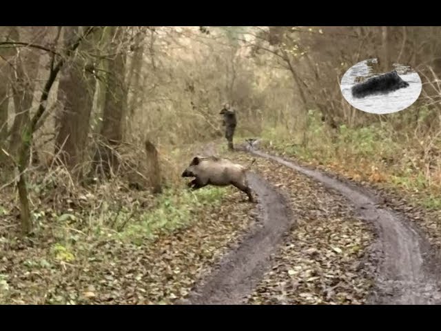 Compilation caccia al cinghiale
