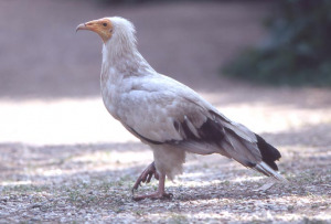 Cacciatori siciliani