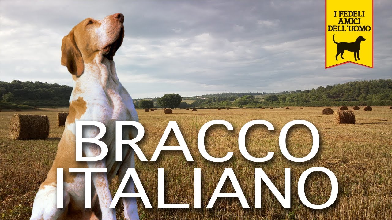 Il bracco italiano, trailer documentario