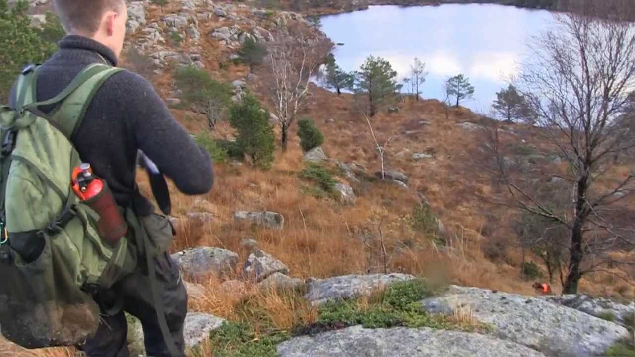 Caccia alla beccaccia nel bosco